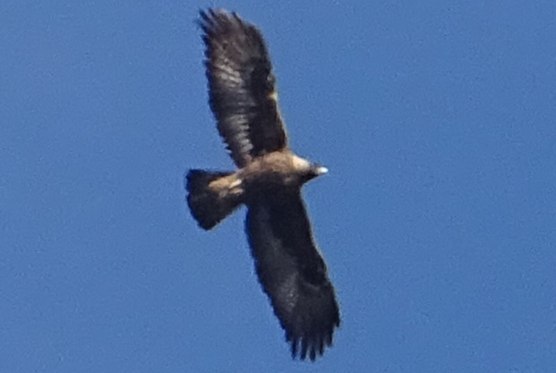 foto brutte 6: Aquila chrysaetos - Accipitridae (Aquila reale)